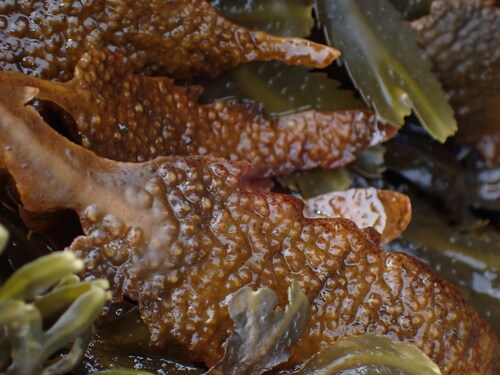 Fucus serratus observed 2026-10-27