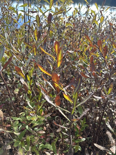 Myrica observed 2026-10-27