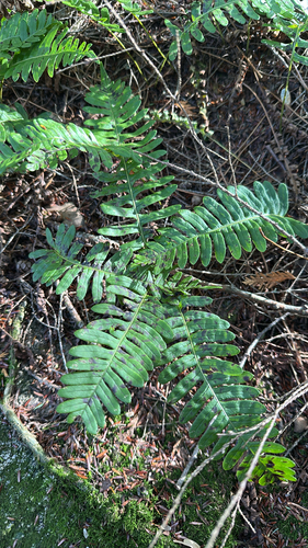Polypodium virginianum observed 2026-10-25