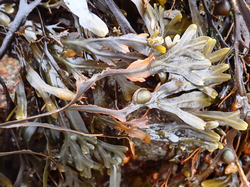 Fucus vesiculosus observed 2026-10-27
