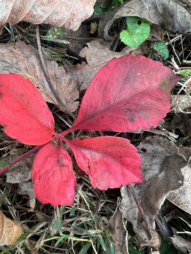 Cissus observed 2026-10-27
