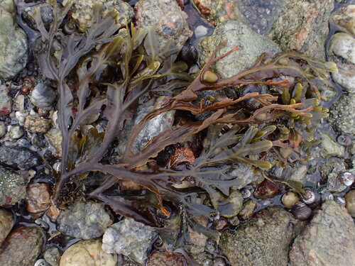 Fucus vesiculosus observed 2026-10-27