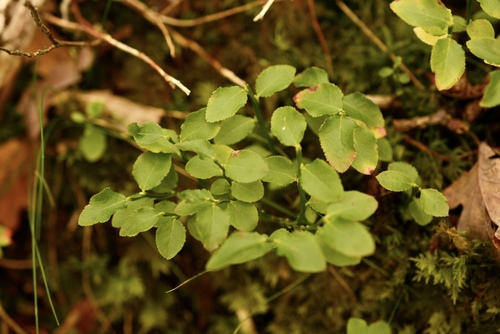 Vaccinium observed 2026-10-27