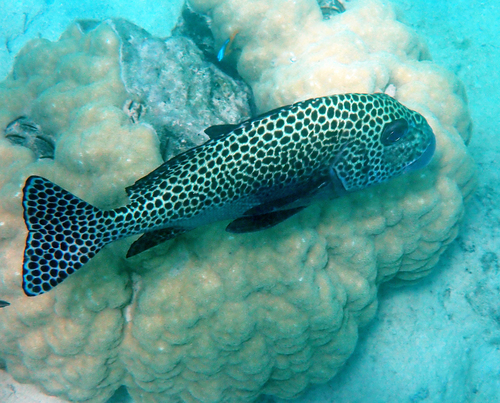 Plectorhinchus chaetodonoides observed 2026-10-27