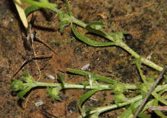 Plagiobothrys plurisepalus