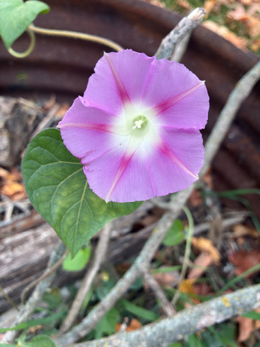 Ipomoea observed 2026-10-27