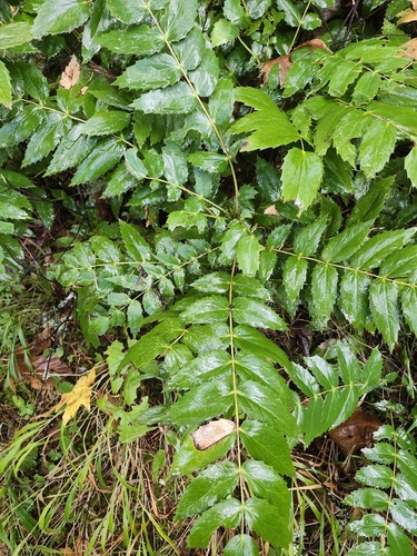 Berberis, 2026-10-27