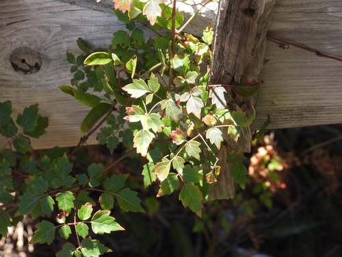 Nekemias arborea, 2026-10-27
