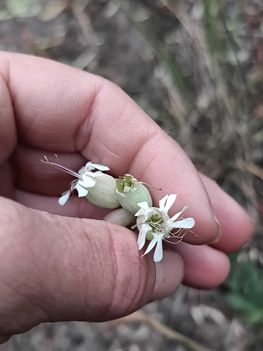 Silene vulgaris observed 2026-10-28