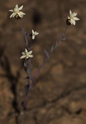 Image of Rhodanthe stricta by (c) Russell Best, some rights reserved (CC BY)