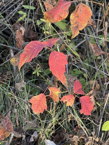 Toxicodendron observed 2026-10-27