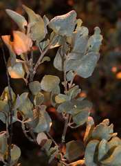 Atriplex rhagodioides