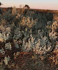 Atriplex rhagodioides
