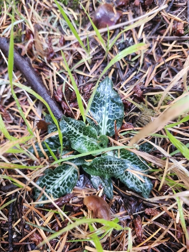 Goodyera observed 2026-10-27