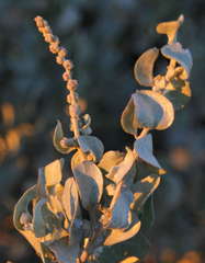 Atriplex rhagodioides