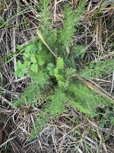 Achillea millefolium observed 2026-10-27