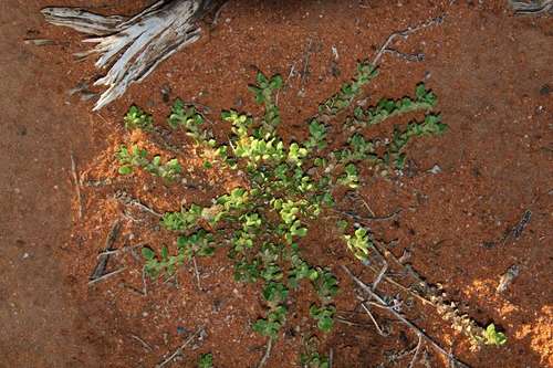 Crested goosefoot (Dysphania cristata)