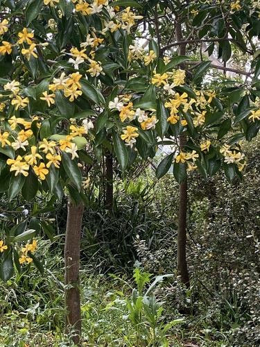 Hymenosporum flavum observed 2026-10-27