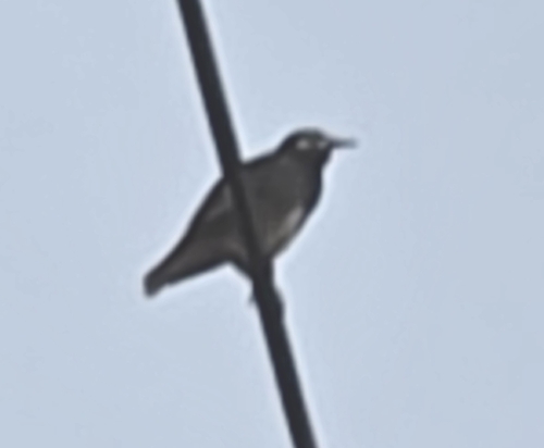 Spodiopsar cineraceus observed 2026-10-28