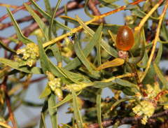 Pimelea microcephala microcephala