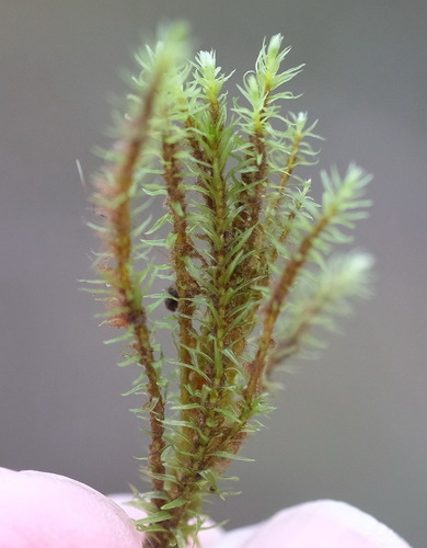 Aulacomnium palustre observed 2026-10-26