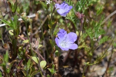 Phacelia divaricata