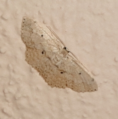 Scopula phyxelis