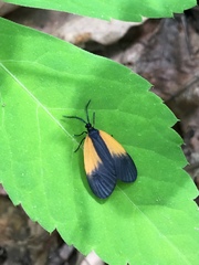 Pyromorpha dimidiata