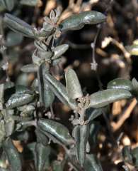 Atriplex stipitata