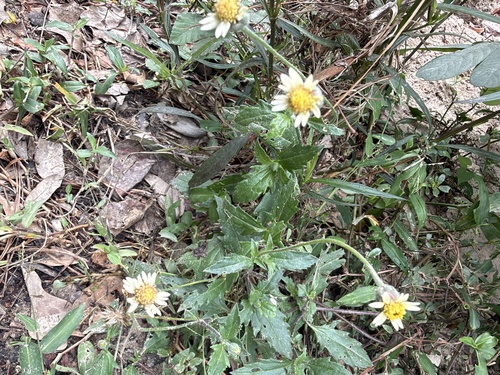Tridax procumbens observed 2026-10-27