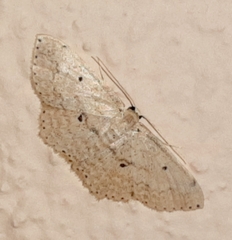 Scopula phyxelis