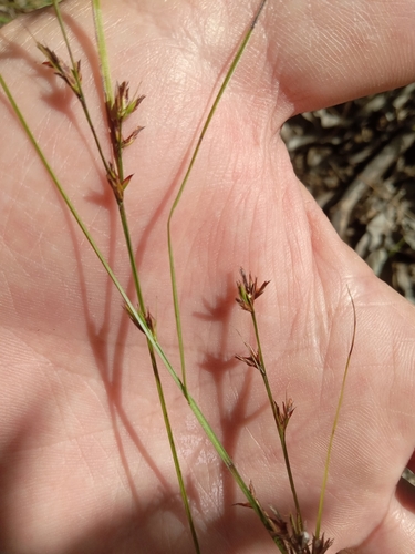 Scleria lithosperma observed 2026-10-27
