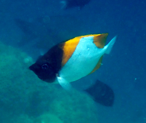 Hemitaurichthys polylepis observed 2026-10-27