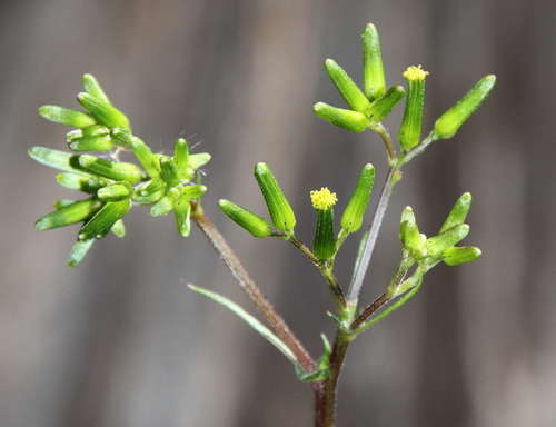 Image of Senecio picridioides by (c) Russell Best, some rights reserved (CC BY)