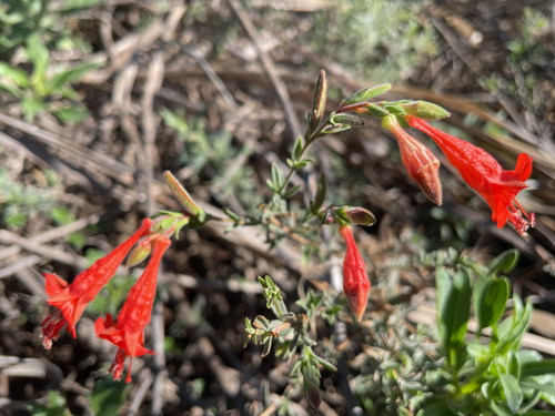 Epilobium observed 2026-10-27