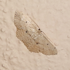 Scopula phyxelis