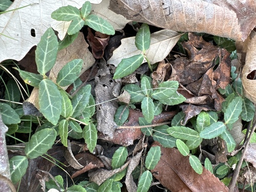 Euonymus observed 2026-10-27