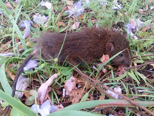 Rattus rattus observed 2026-10-28