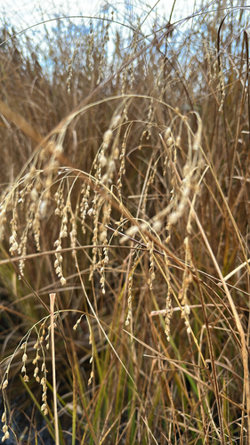 Glyceria canadensis, 2026-10-26
