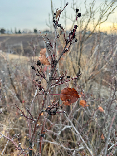 Amelanchier alnifolia, 2026-10-27