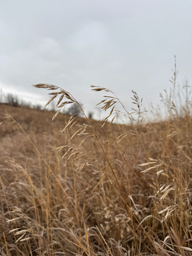 Bromus inermis observed 2026-10-27