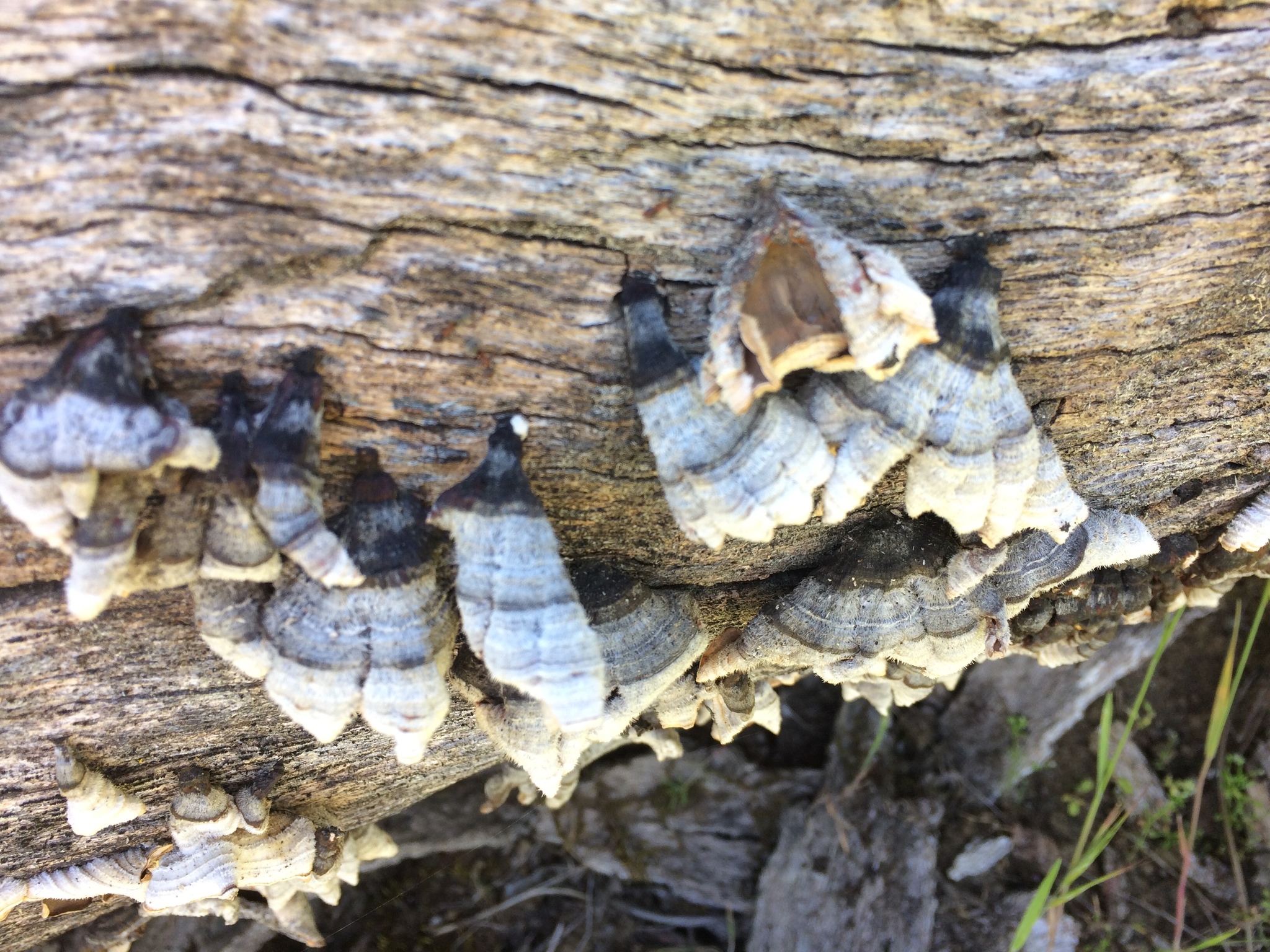 Stereum hirsutum image