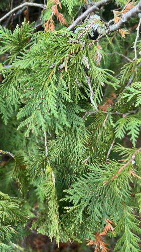 Thuja occidentalis observed 2026-10-26