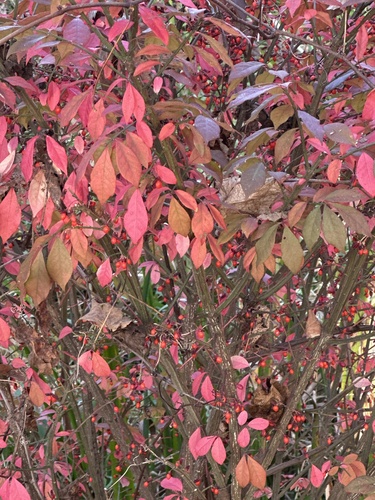 Euonymus observed 2026-10-27