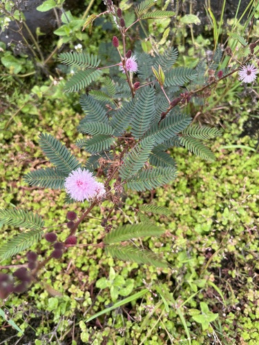 Mimosa pudica observed 2026-10-27