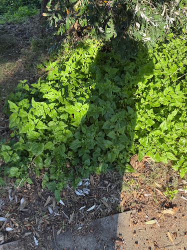 Tetragonia tetragonoides observed 2026-10-28