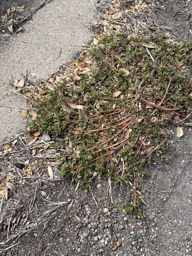 Portulaca oleracea observed 2026-10-27