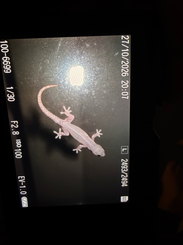 Hemidactylus frenatus observed 2026-10-27