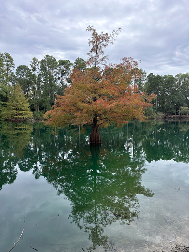 Taxodium distichum observed 2026-10-27