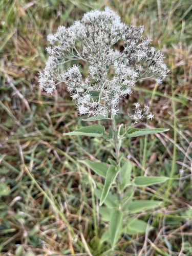 Eupatorium observed 2026-10-27